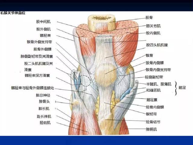 股骨在上,下接胫骨,髌骨在我们膝关节的外端,也叫膝盖骨,俗称菠萝盖