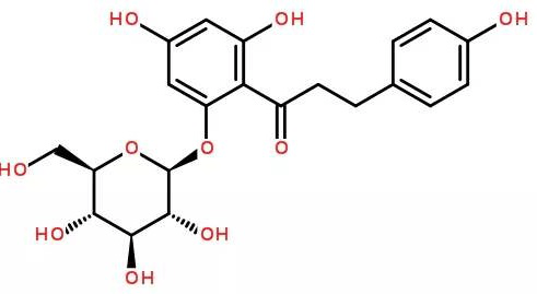 根皮苷的生物活性概述
