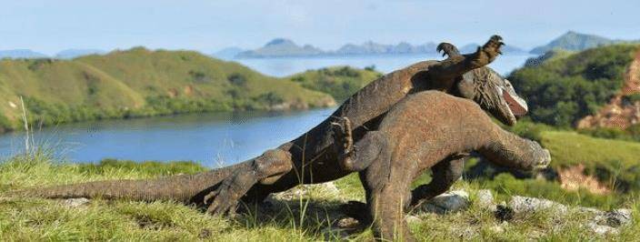 最無所畏懼的動物,非洲平頭哥蜜獾遇上科莫多龍,誰更厲害?