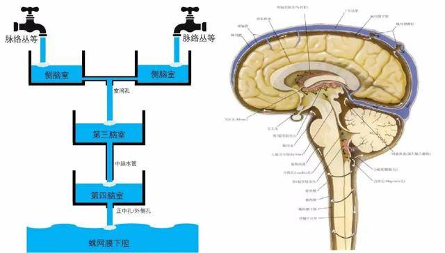 其中头部外伤也是引起脑积水比较常见的原因,特别是重型颅脑损