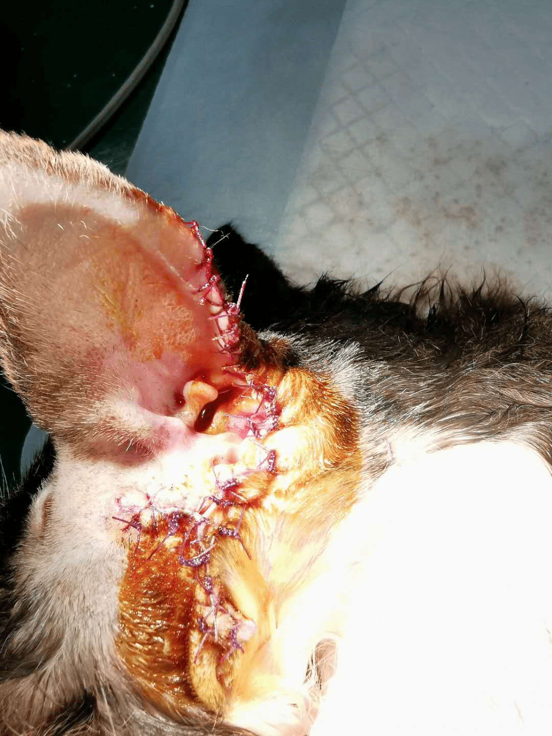 猫咪耳廓,面部,四肢上的"包包",可能是致命的肥大细胞瘤!_肿瘤性