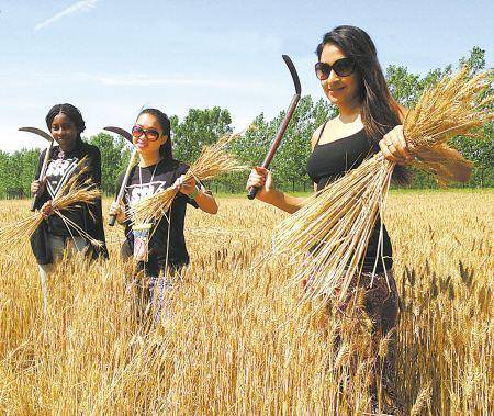 女教授割麦子太low车市有没有呢