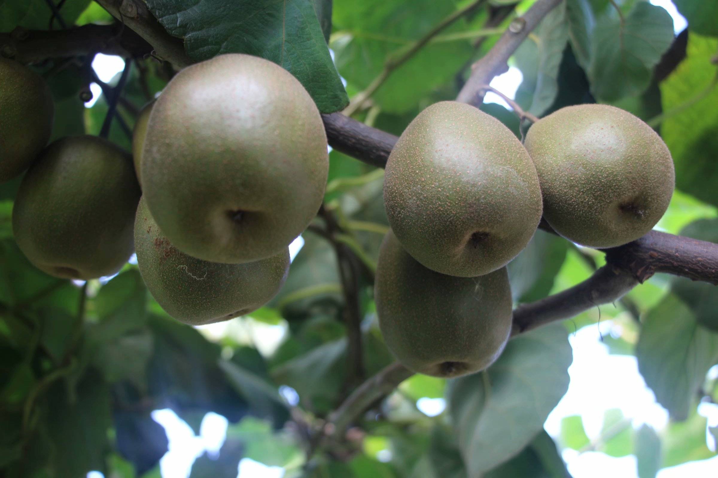 九江市柴桑区港口街镇丁家山扶贫基地红心猕猴桃熟了欢迎大家助力扶贫