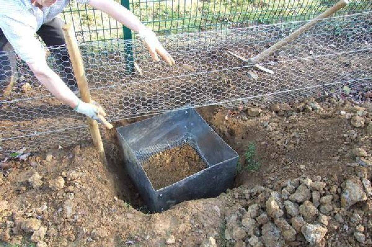 原创主人在地洞下设陷阱原以为是抓猛兽没想竟只是为了抓它