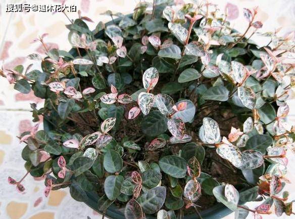 原創南方常見植物花葉絡石四季開花日常管理需注意此5點