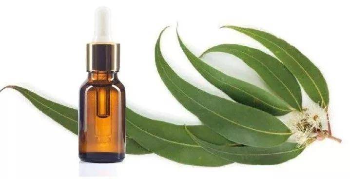 尤加利精油的十大益处