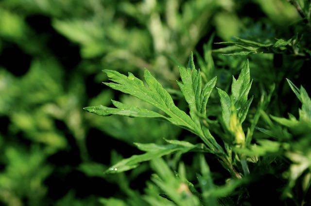 茗茶互搭的惊艳味享你还在傻傻喝茶吗