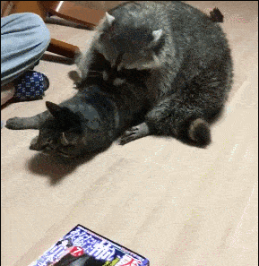 猫咪被浣熊强行抱住,压在身下动弹不得,场面堪比强抢民女