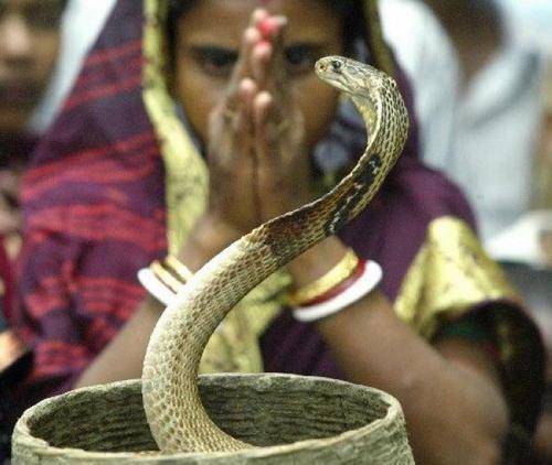 印度的七种毒蛇,眼镜王蛇非第一,上百万人未及时治疗,被蛇咬死_毒液