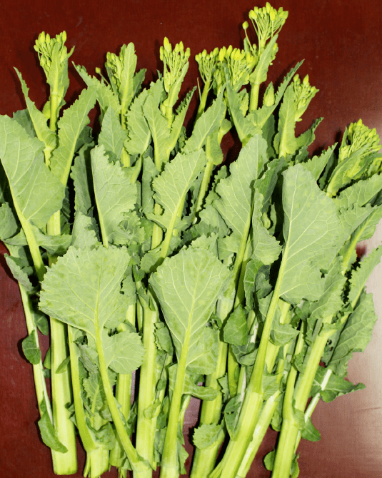 行业专家齐聚江夏,见证多用途狮山菜苔生产示范区启动仪式