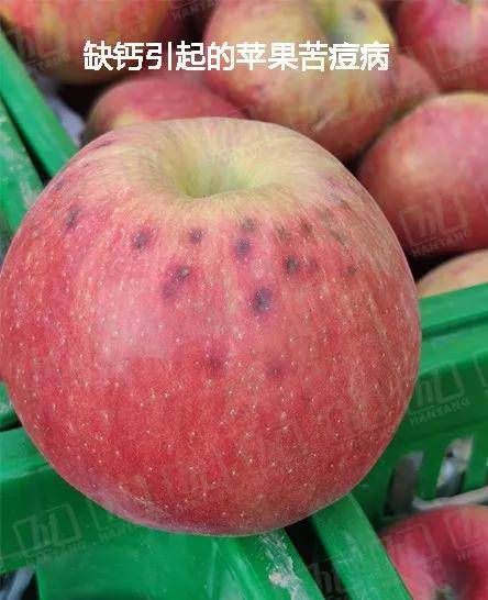 雨不停,小心苦痘病盯上你的苹果!_手机搜狐网