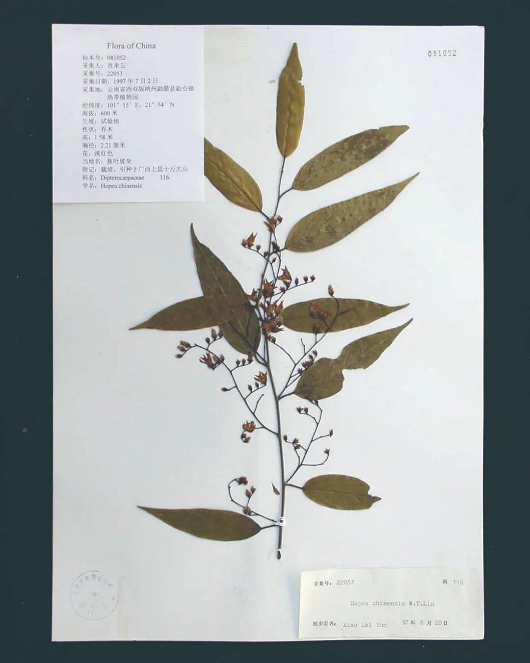 云南珍稀植物图鉴图片