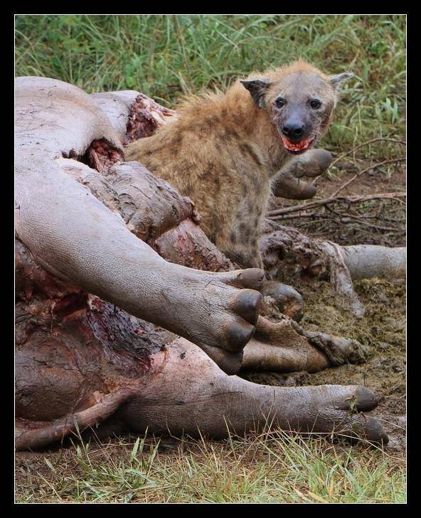 草原二哥斑鬣狗除了会掏杠之外还有最残忍的就餐方式活吃