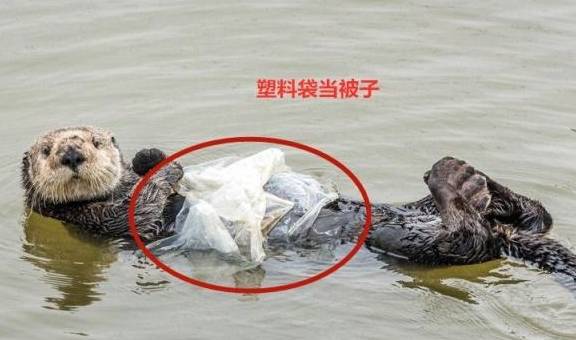 水獭被塑料袋困住,表情却逗笑众人:生活要有仪式感_进行