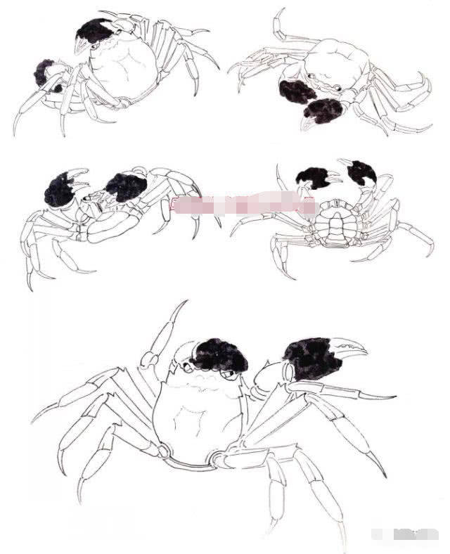 工笔螃蟹画法步骤详解螃蟹的构图白描稿