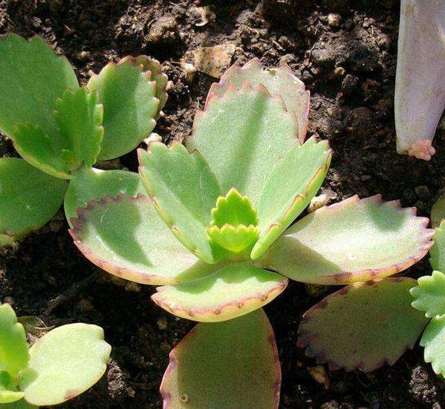 打不死的入侵植物叶肥花好看落地就生根跟着专家做