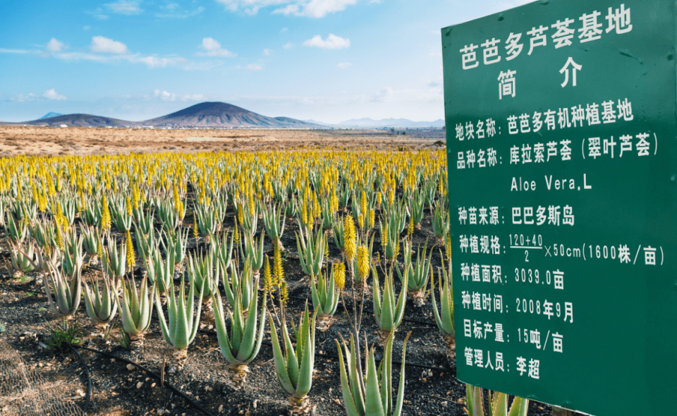 芭芭多原株引进巴巴多斯岛库拉索芦荟打造顶级芦荟美容原料王国