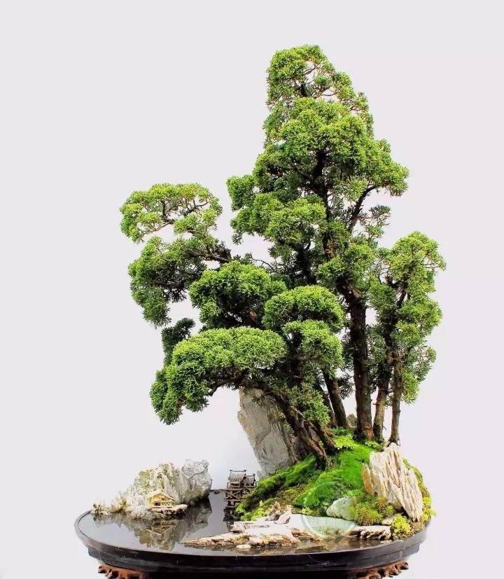 真柏大师作品欣赏