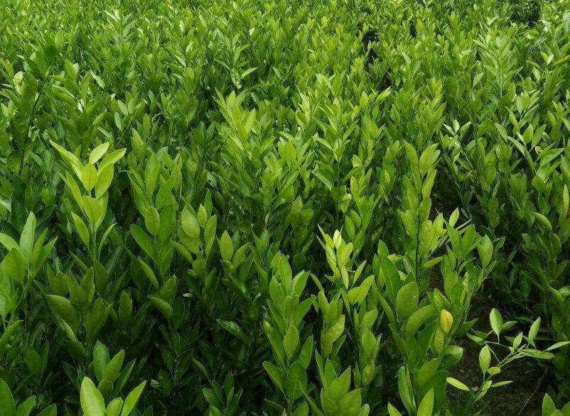 柑橘白粉病侵染时期(柑橘白霉病图片)