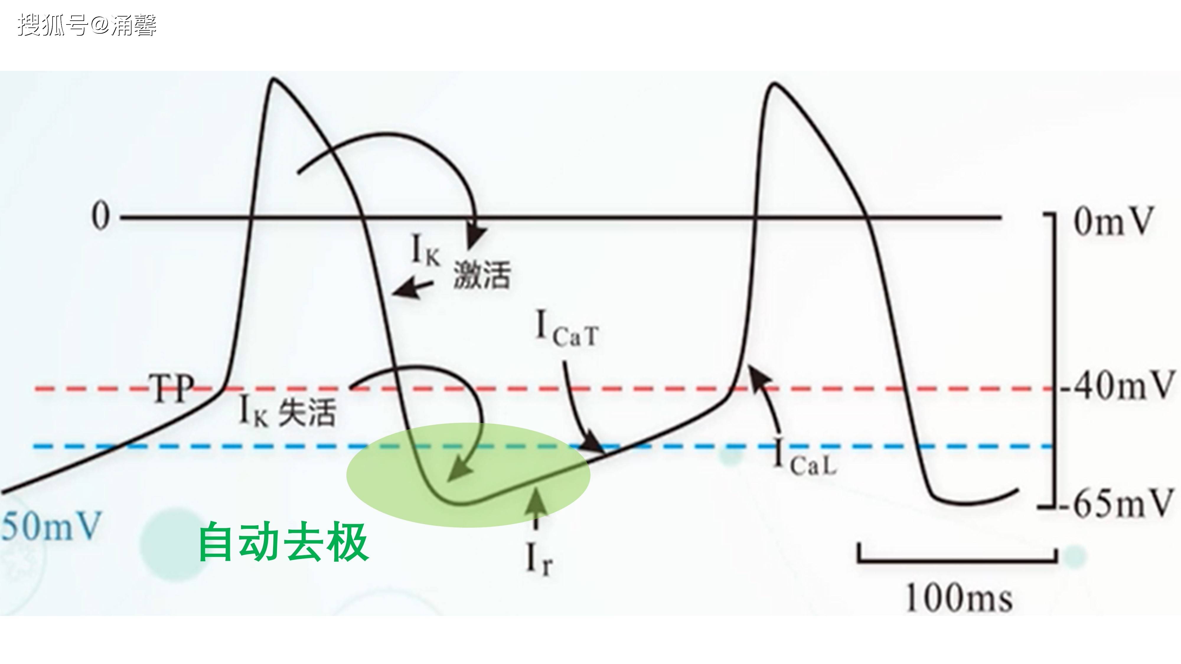 心脏为什么会自己跳动肌细胞和电信号的约定