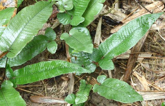 蛇退步的分布及生长环境蛇退步在我国的分布还是非常广的,在云南,广东