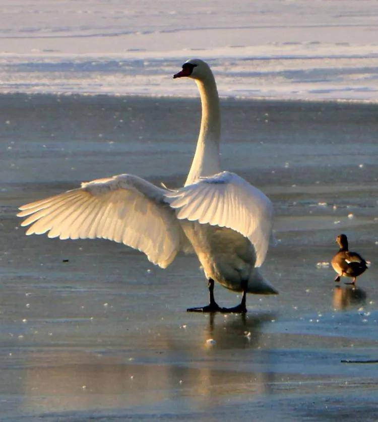 【彩色伊宁】芳草湖的天鹅