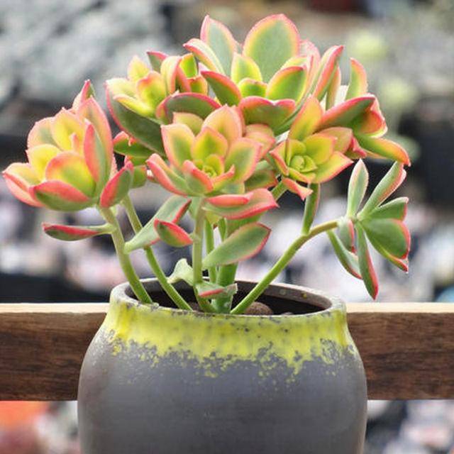 群生繁茂色彩宜人的夕映多肉艳日辉这么养护蓬勃壮丽生生不息