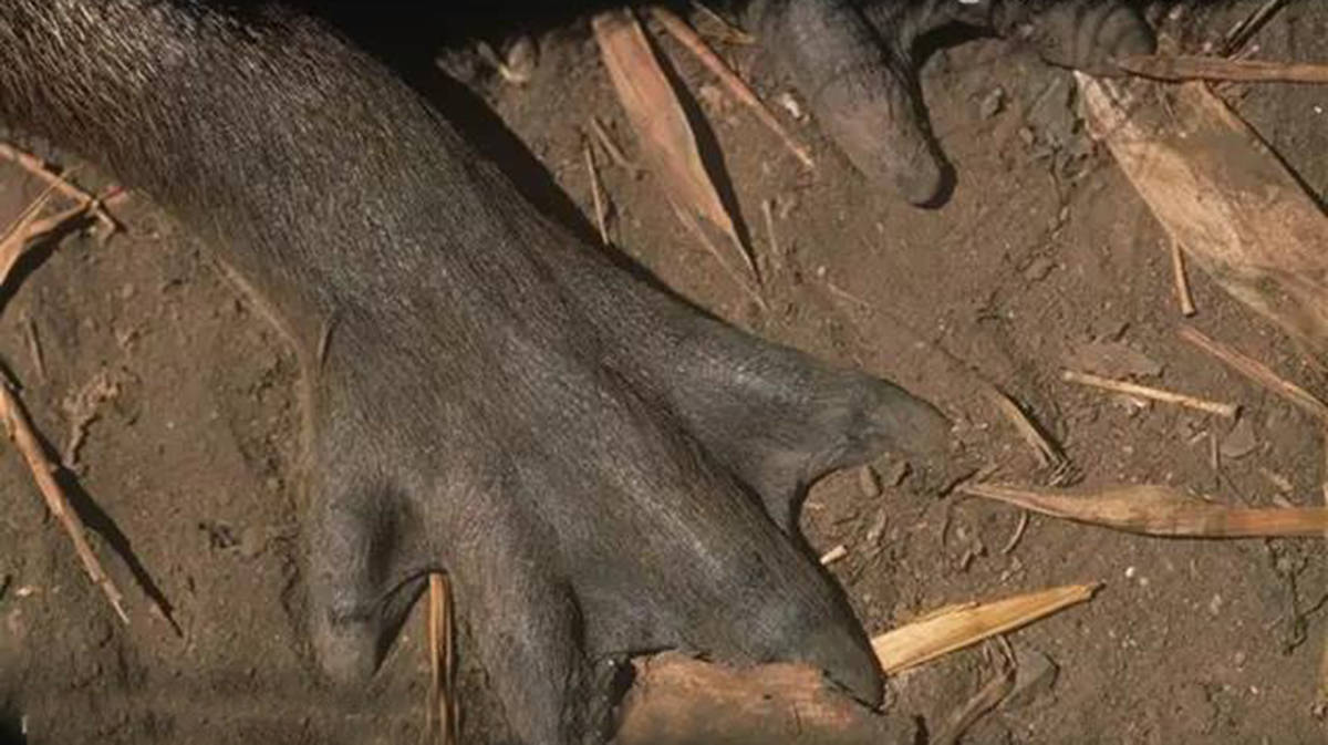 水豚,动物界社交达人,因为自己的粪便,成为小动物的流动小餐车