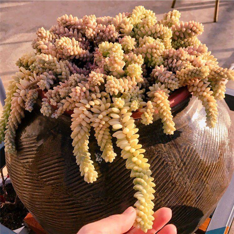 初学者养玉缀,学会放在"酒缸"养,叶子肥,颜色靓