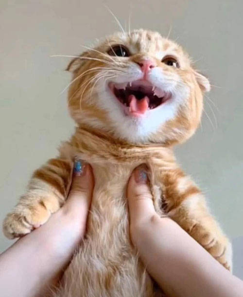 每天能被铲屎官亲亲抱抱举高高,我是全世界最幸福的猫!