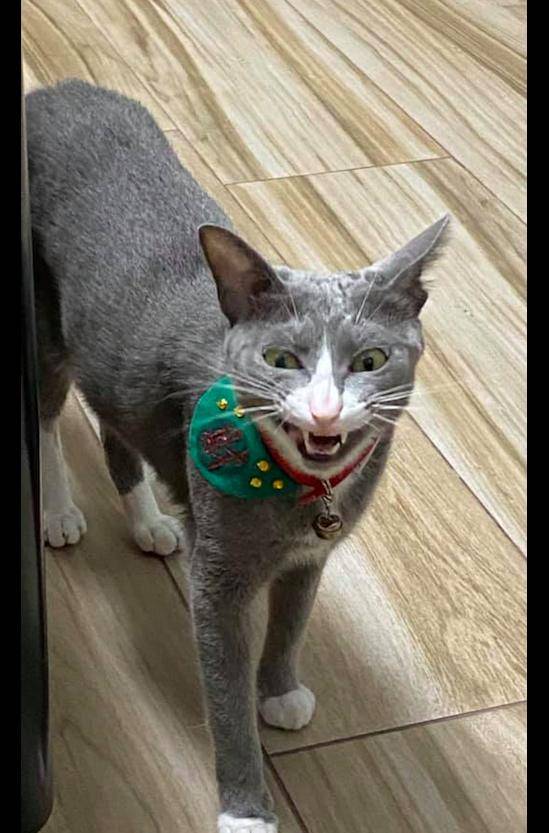 原创猫咪只是打个哈欠表情却是异常的吓人猫人怎么都跑了呢