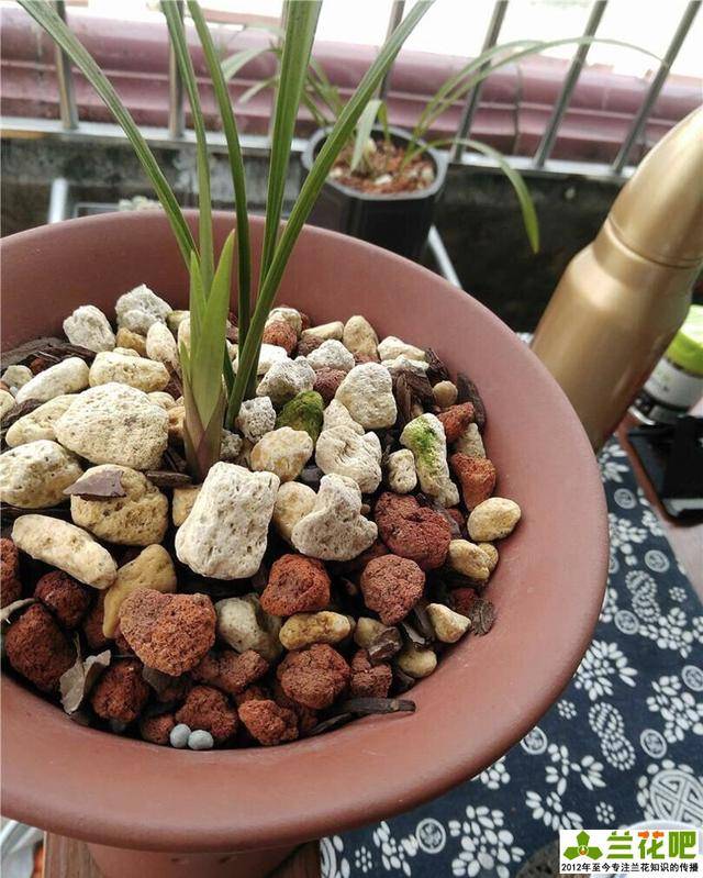 植金石种兰花虽好,但家庭养兰用法错误,不但长不好,还容易枯萎