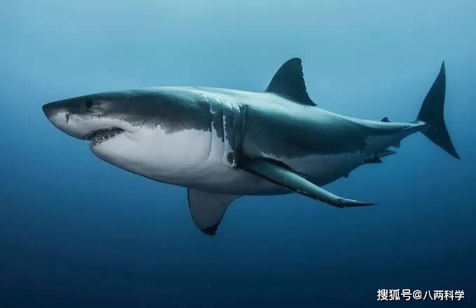 深海神秘巨鲨:肉有毒,鳃裂多,嘴如异形,人类对它们认知有限!