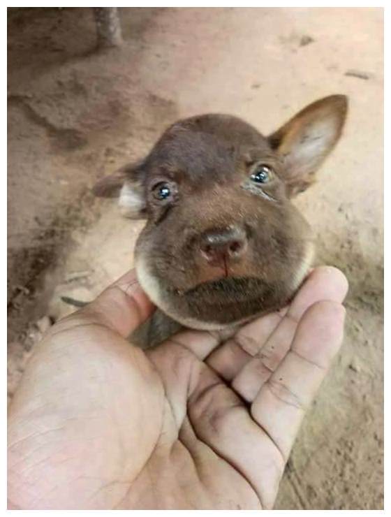 狗狗被蜜蜂蛰成"猪头脸",主人笑出猪叫:得亏它命大!_手机搜狐网