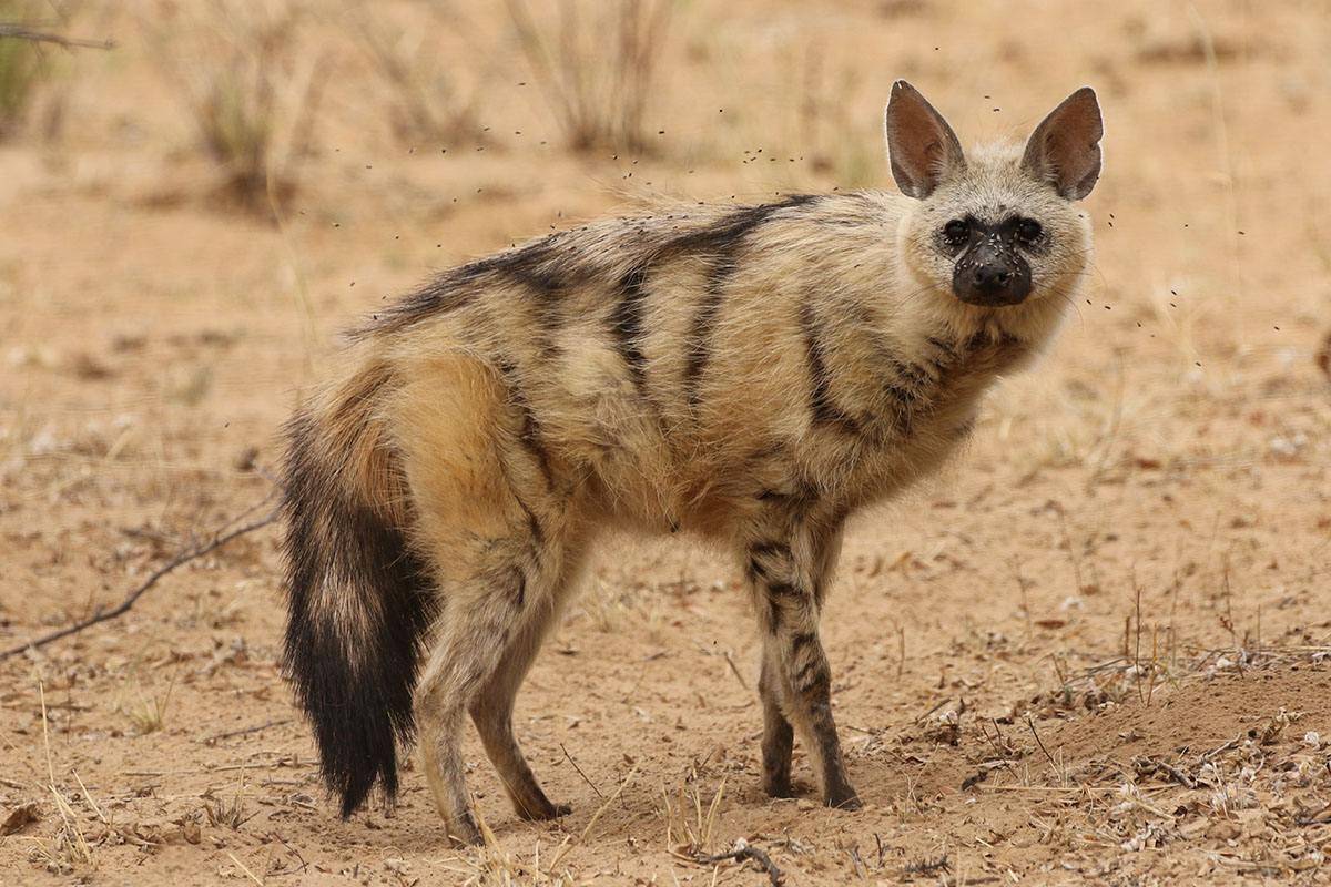 如果把鬣狗与花豹关在20平米的笼子里谁会胜出