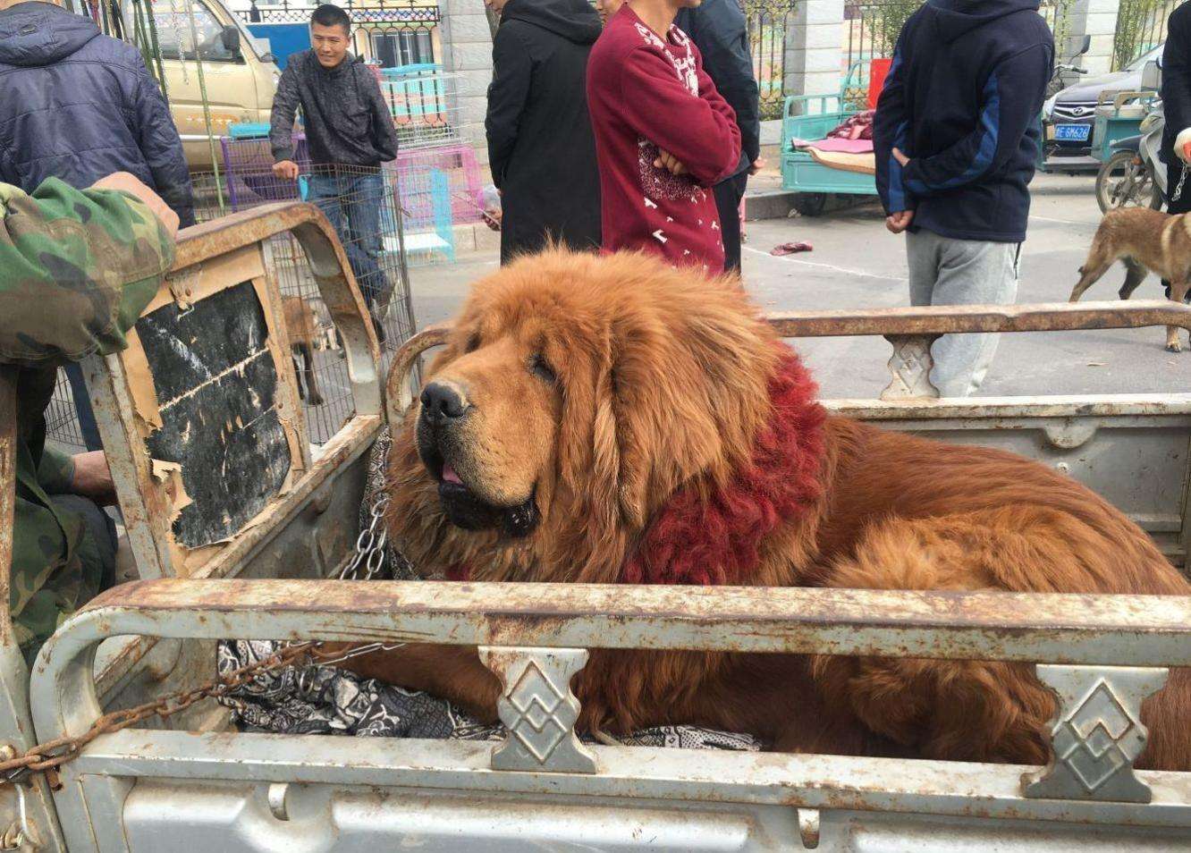 原創現在藏獒有多遭人嫌農村狗市論斤賣曾經的百萬名犬變肉狗