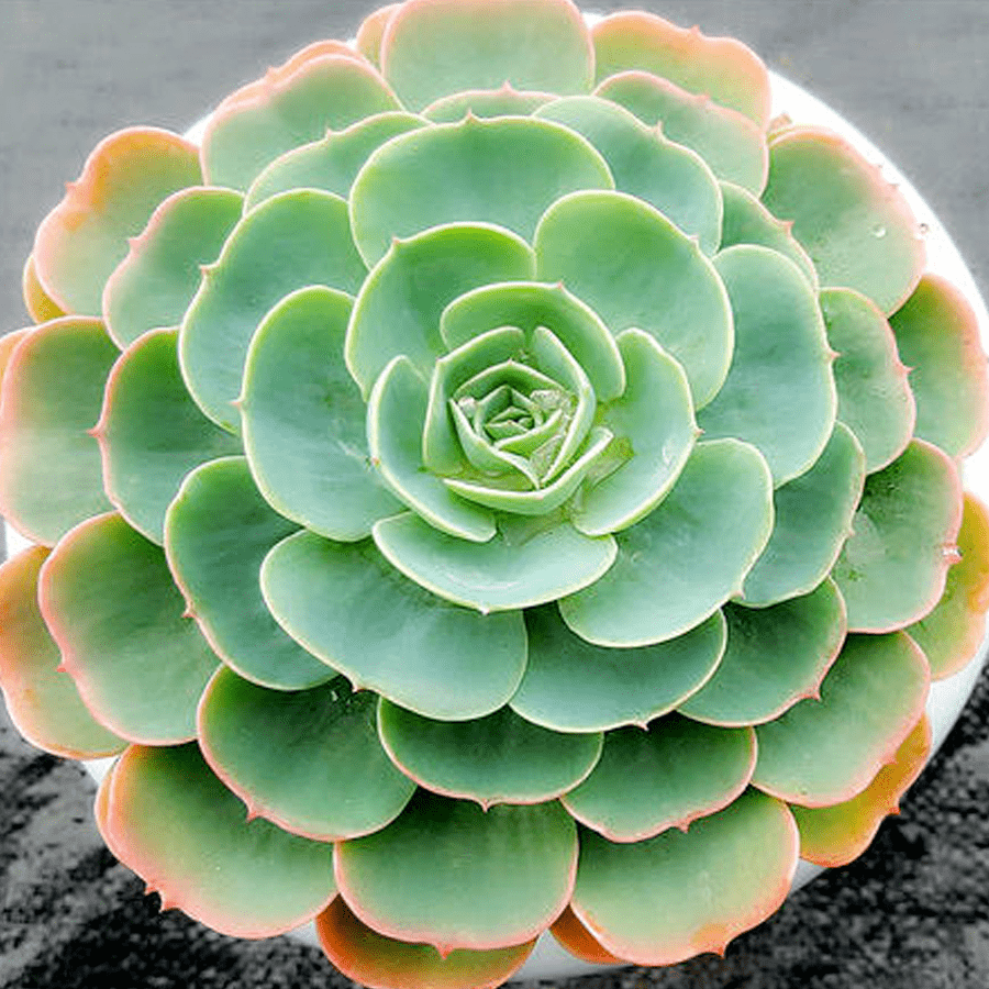 如玉似蝶优雅淡墨的八宝莲玉蝶这么养护清丽典雅魅力非凡