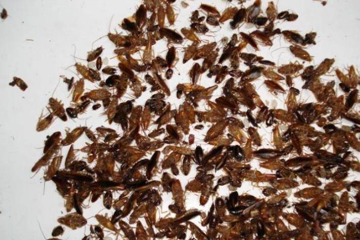 家里蟑螂泛滥成灾只用1个鸡蛋壳不到1块钱蟑螂全消灭