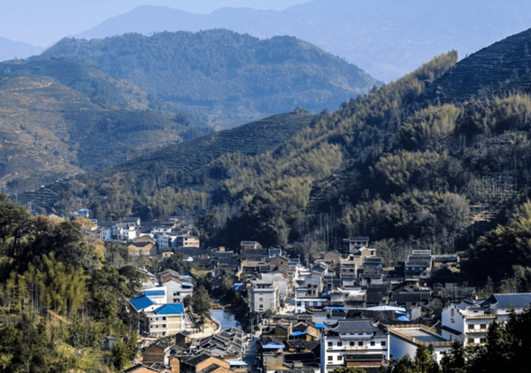 百年"坦洋"品牌振兴之路_社口镇