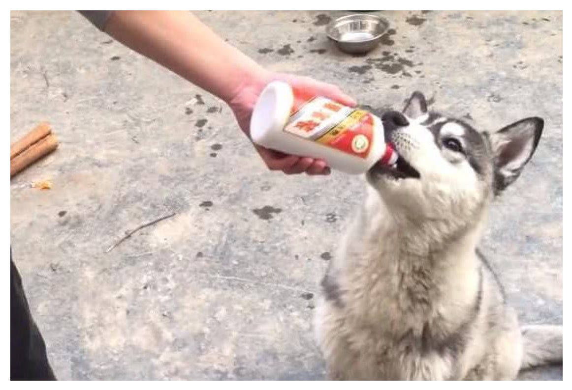 主人拿出一瓶白酒,一个劲往二哈嘴里灌,喝完后二哈的表情亮了!