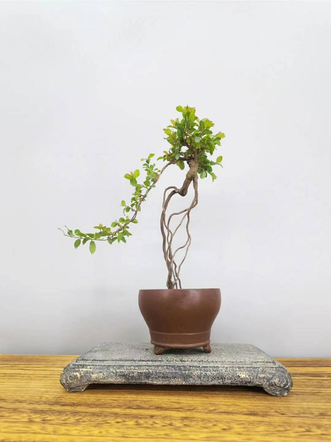 来一辑提根造型雀梅的图集