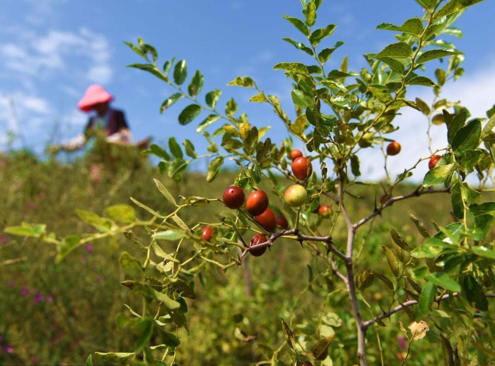 过去长在山坡无人理,如今价格上涨,青涩的果实也被采集_手机搜狐网