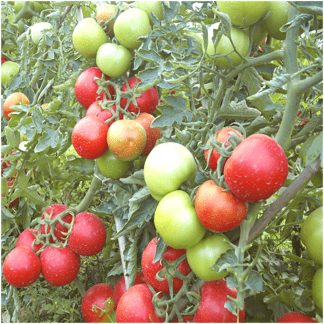 早熟耐寒番茄种子冬优三号高产抗青枯番茄种子