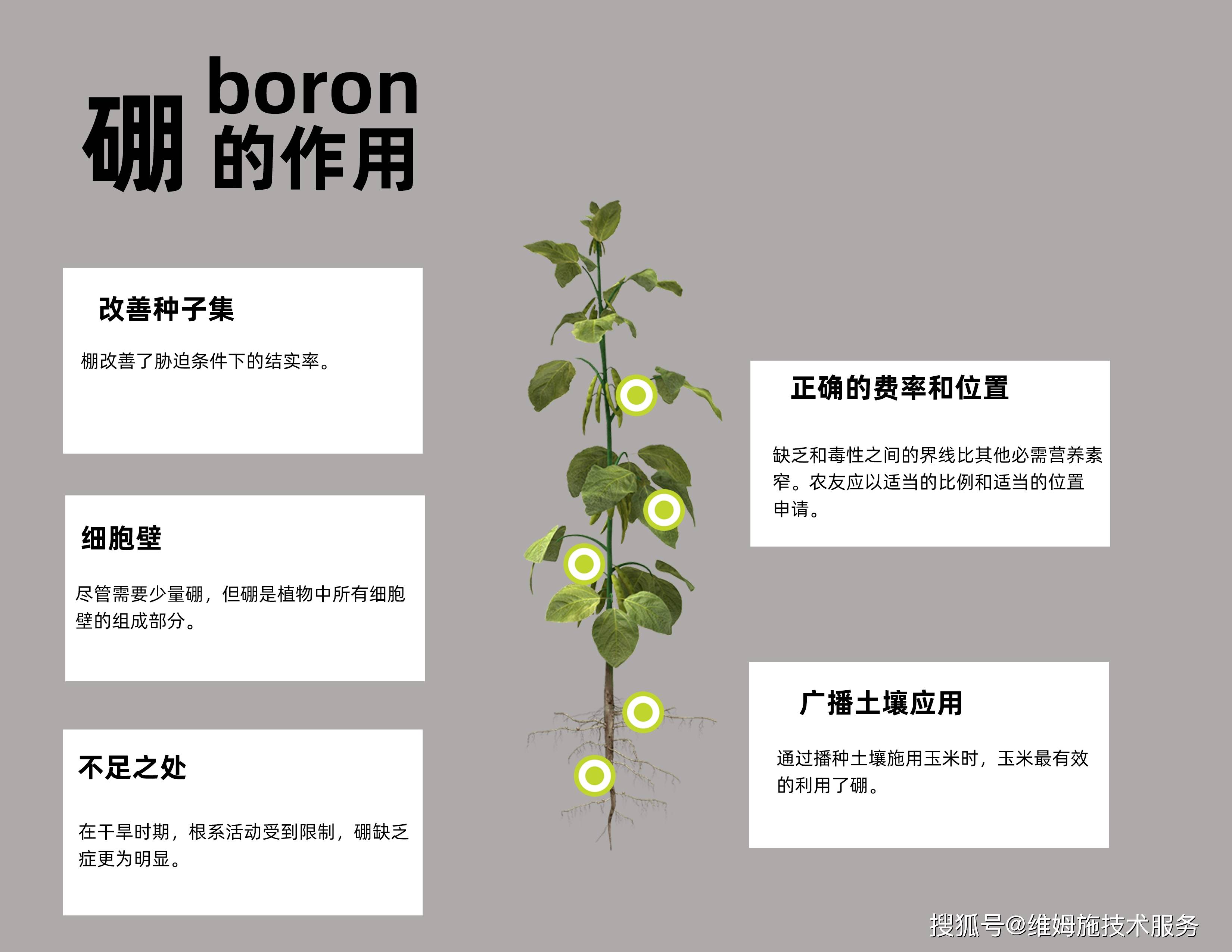 原创作物营养均衡的基础/硼-氯-锰b-cl-mn