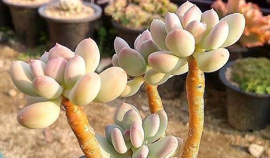 原创8种名带美人的多肉每一款都有女神颜值都是心爱之选呀