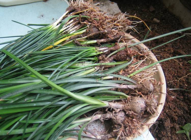 韭菜兰花种植方法图片