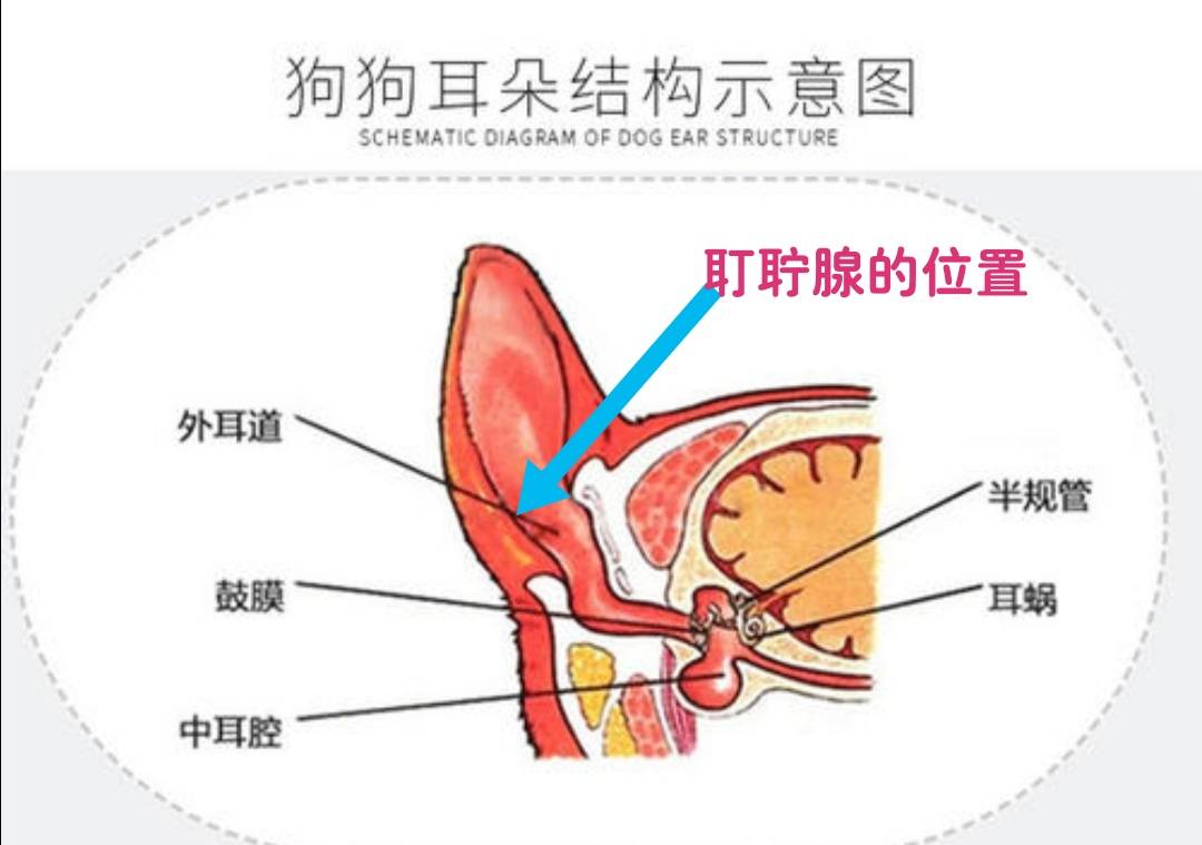 耵聍腺图片