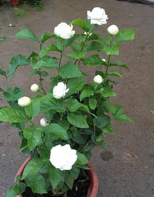 茉莉中的"虎头",一朵几十瓣,家里养一盆,又香又值钱_手机搜狐网