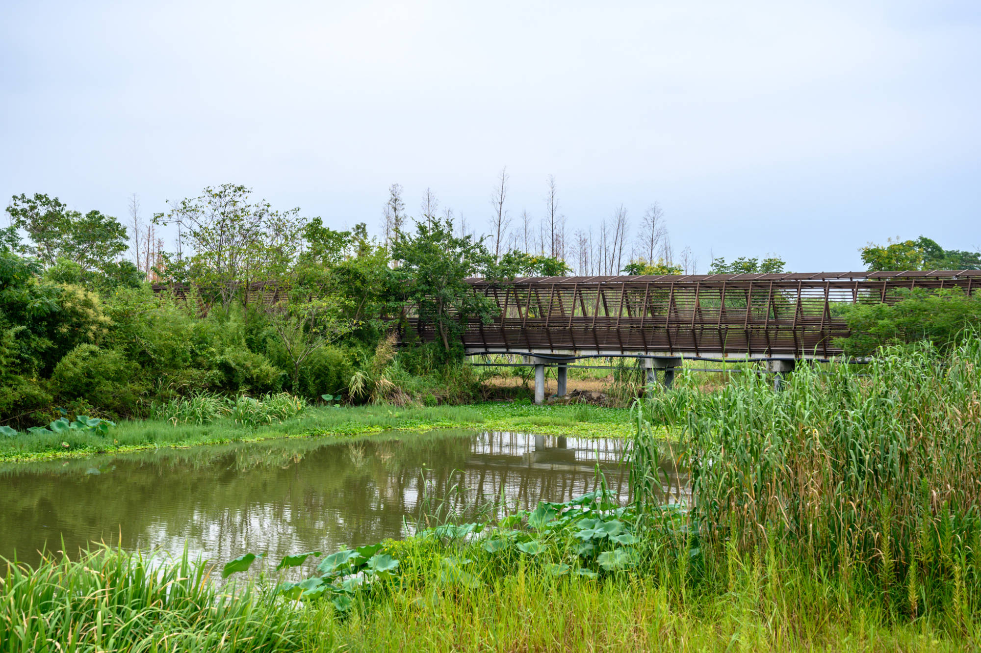 德清又添网红景点恍若走进了时空隧道就在下渚湖湿地公园