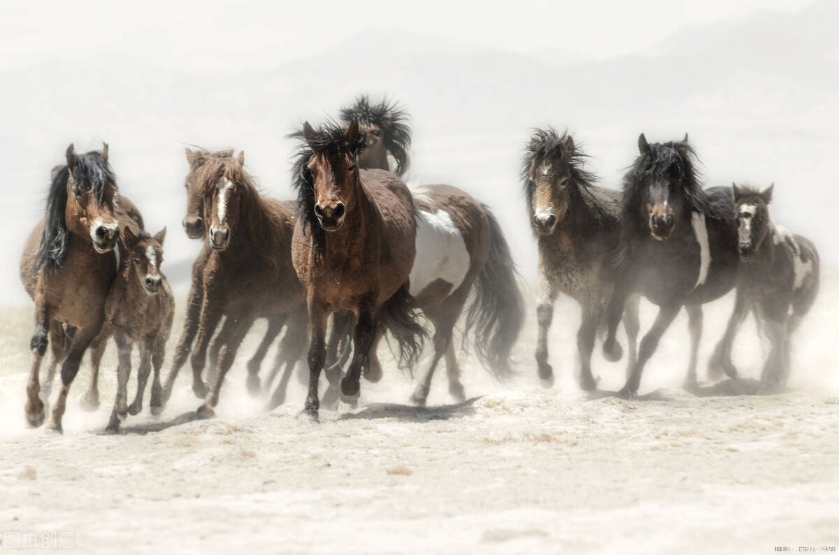 徐悲鸿改名自励